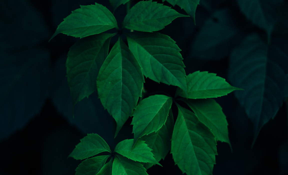 Site web de l'Agence CO - Agence web écologique avec galerie et actualités